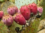 Opuntia robusta. Побеги с плодами. Испания, Андалусия, провинция Малага, г. Бенальмадена, парк La Paloma. Август 2015 г.