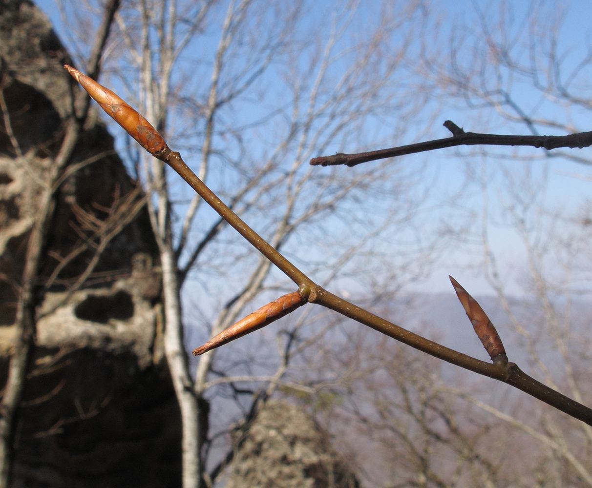 Изображение особи Fagus orientalis.