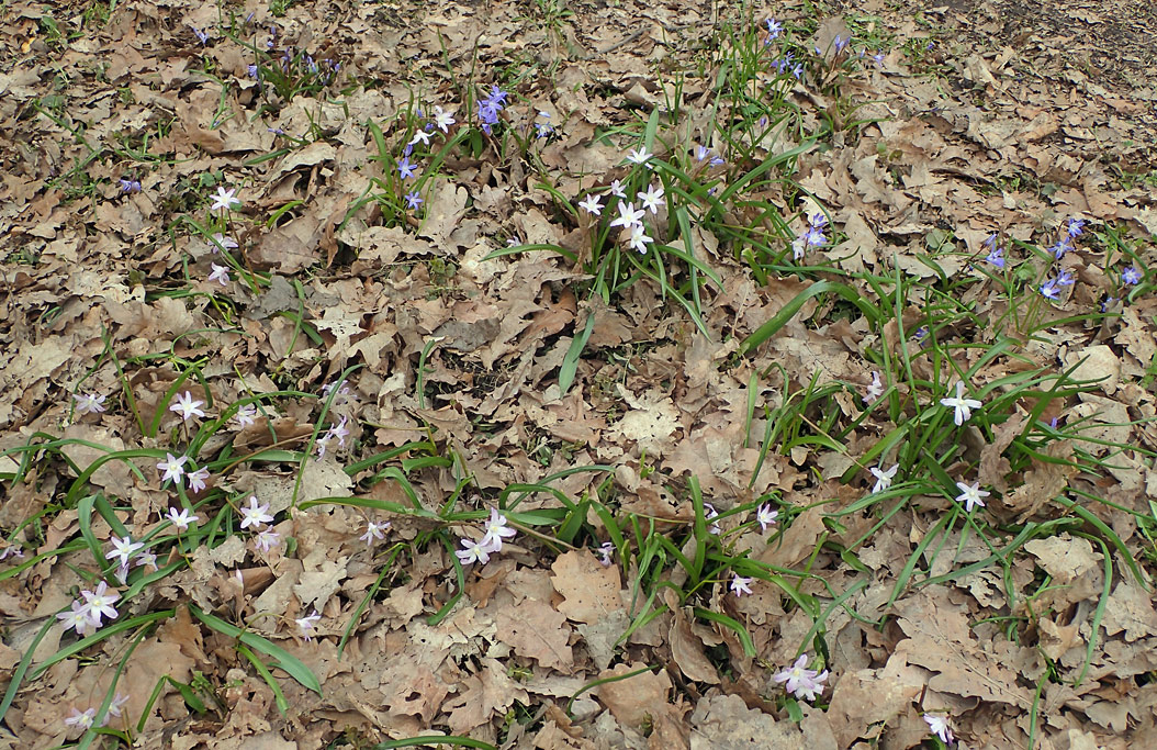 Изображение особи Chionodoxa luciliae var. rosea.