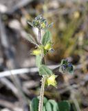 Asperugo procumbens. Верхушка побега с плодами. Армения, г. Ереван, пустырь около ТРЦ \"Dalma Garden Mall\". 28.04.2017.