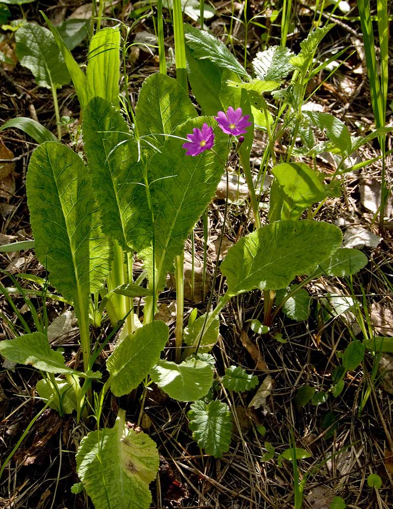 Изображение особи Primula cortusoides.