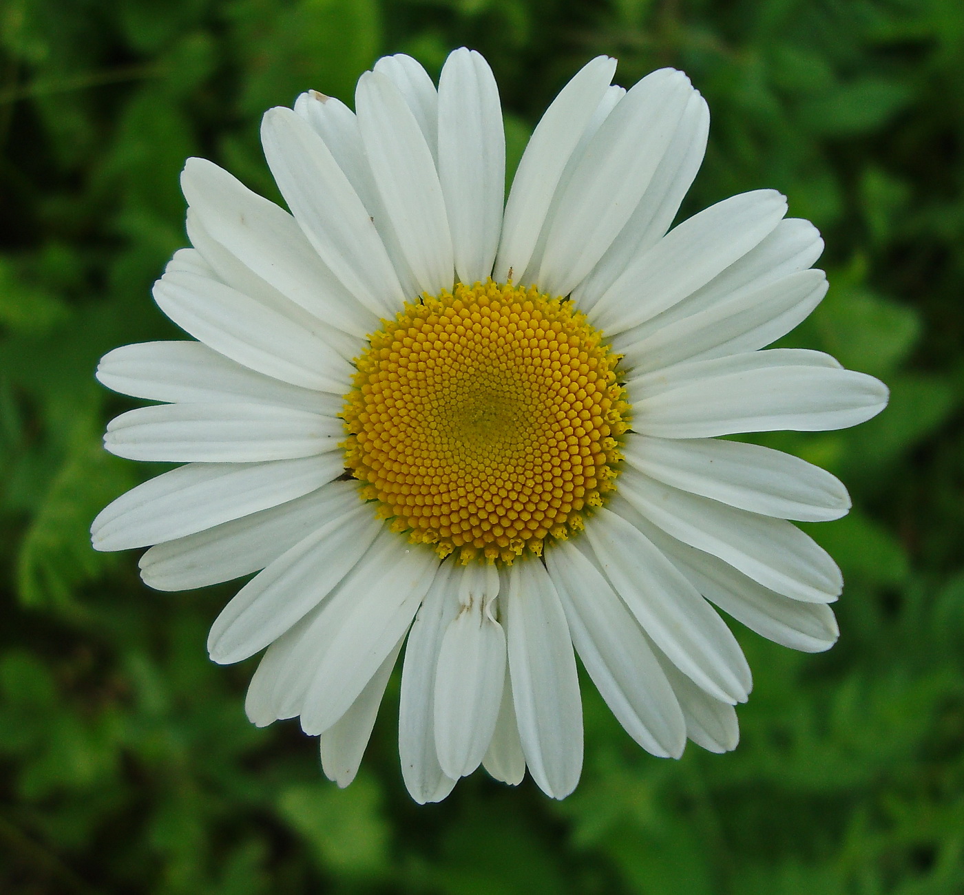 Image of Leucanthemum ircutianum specimen.