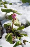 Bergenia crassifolia