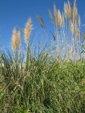 Cortaderia selloana