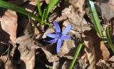 Scilla armena