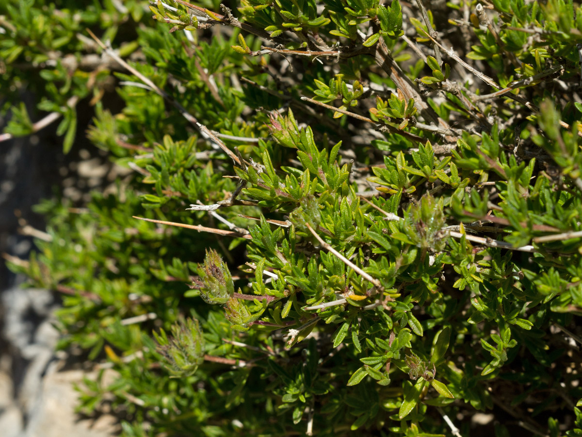 Image of Satureja thymbra specimen.