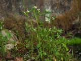 Cardamine umbellata. Верхушки цветущих и плодоносящих растений. Магаданская обл., окр. г. Магадан, побережье бухты Нагаева, Морпортовская сопка, небольшой ручей в распадке. 16.06.2016.