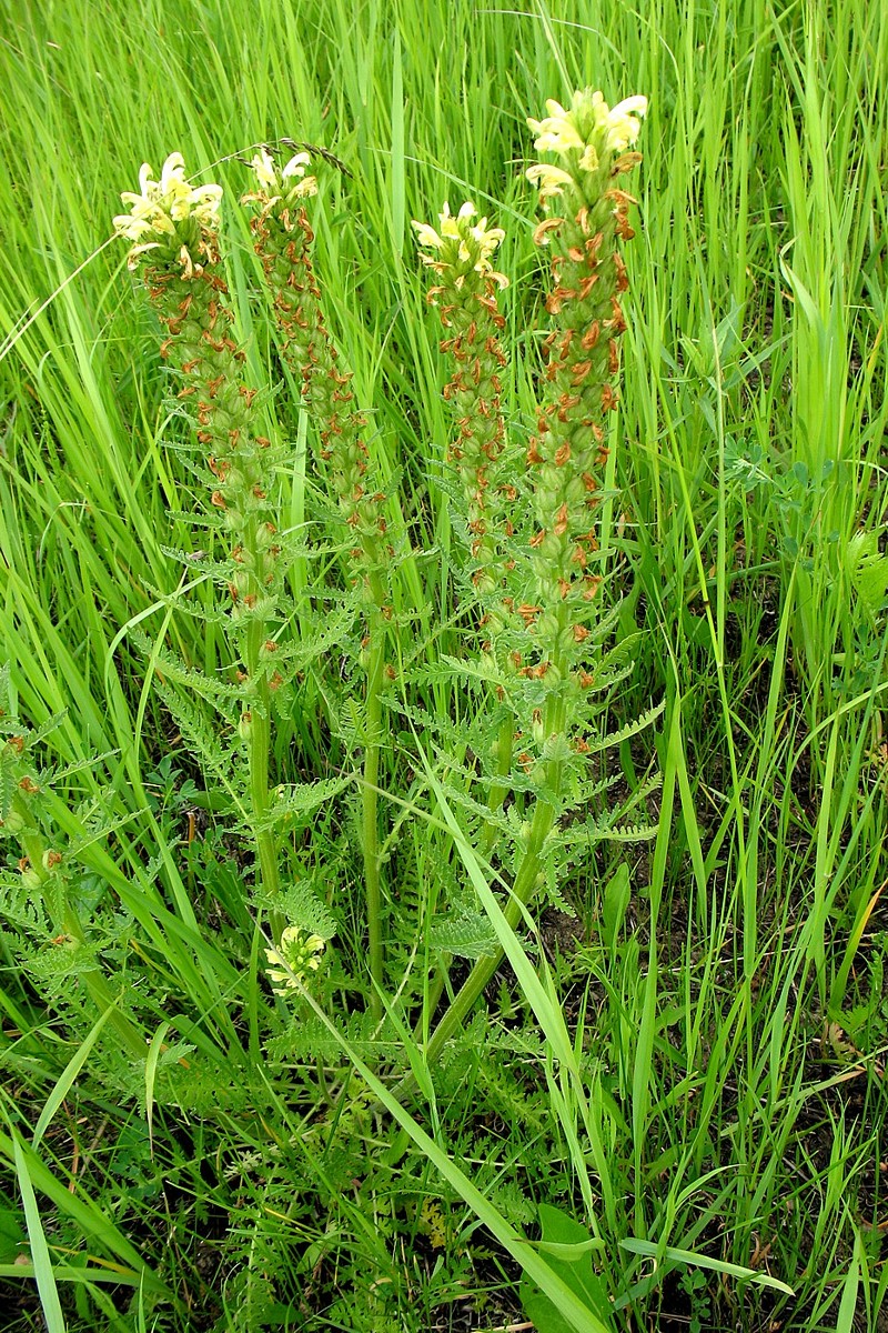 Изображение особи Pedicularis kaufmannii.