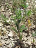 Salvia viridis. Цветущее растение. Дагестан, окр. с. Талги, каменистый склон. 15.05.2018.
