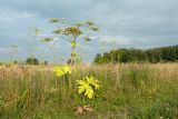 Heracleum sosnowskyi. Отцветающее и плодоносящее растение на суходольном разнотравно-злаковом лугу. Ленинградская обл., Ломоносовский р-н, окр. дер. Глядино. 22.07.2018.