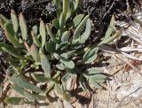 Crithmum maritimum