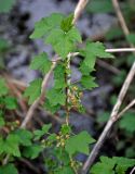 Ribes nigrum