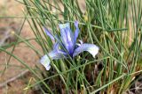 Iris tenuifolia