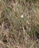 Lathyrus pannonicus