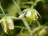 Stellaria holostea