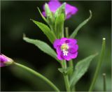 Epilobium hirsutum