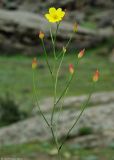 Bongardia chrysogonum. Соцветие с цветком и плодами. Азербайджан, Гобустанский заповедник. 10.04.2010.