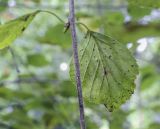 Betula litwinowii. Лист (абаксиальная поверхность). Москва, ГБС РАН, дендрарий. 30.08.2021.