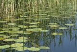 Nuphar lutea