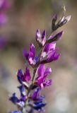 Oxytropis rosea