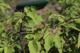 Euonymus verrucosus. Веточка цветущего растения. Сургут, Сургутский ботанический сад. 17.06.2023.