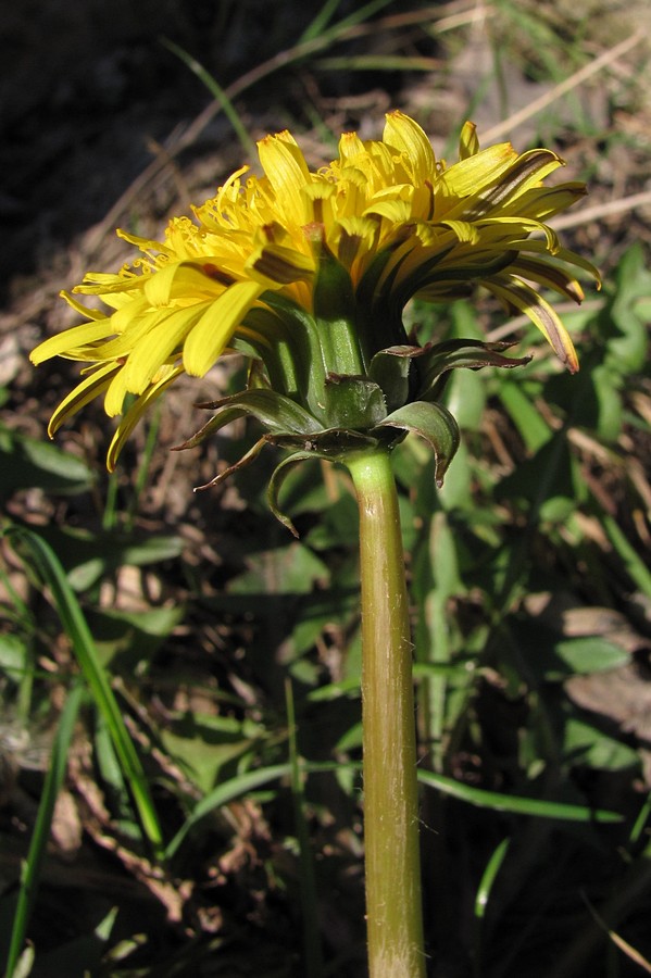 Изображение особи род Taraxacum.