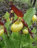 Cypripedium calceolus