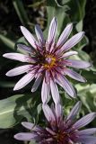 Tragopogon marginifolius