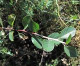 Cotoneaster oliganthus