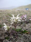 Pedicularis cheilanthifolia