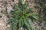 Astragalus macronyx