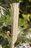 Echinops sphaerocephalus