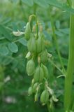 Astragalus chinensis