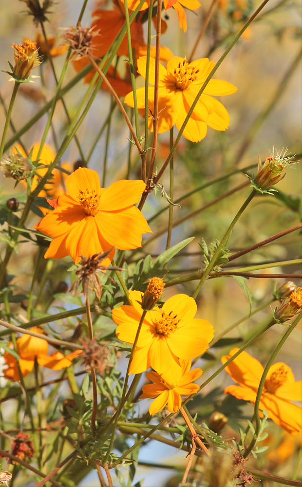 Изображение особи Cosmos sulphureus.