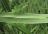 Scirpus asiaticus