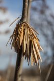 Fraxinus pennsylvanica