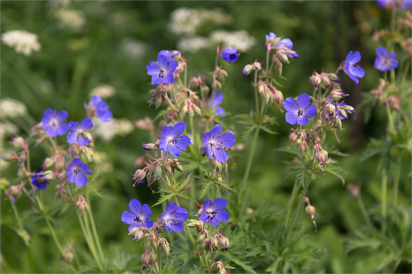 Изображение особи Geranium pratense.