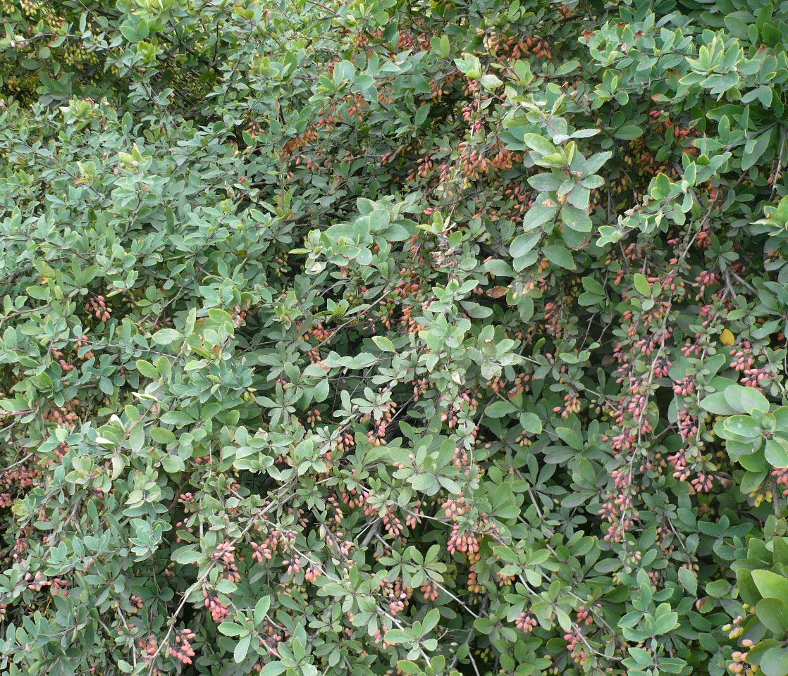 Изображение особи Berberis vulgaris.