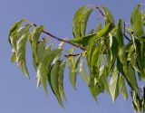 род Celtis. Ветвь (у листьев видна их нижняя сторона). Германия, г. Дюссельдорф, Ботанический сад университета. 05.09.2014.