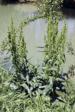 Rumex crispus