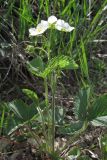 Fragaria campestris