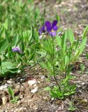 Viola tricolor