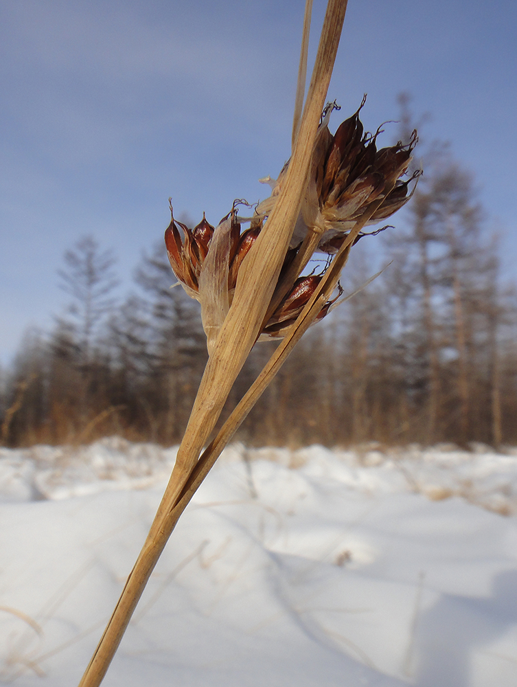 Изображение особи Juncus leucochlamys.