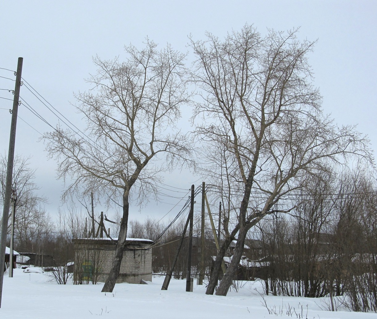 Изображение особи Populus &times; sibirica.