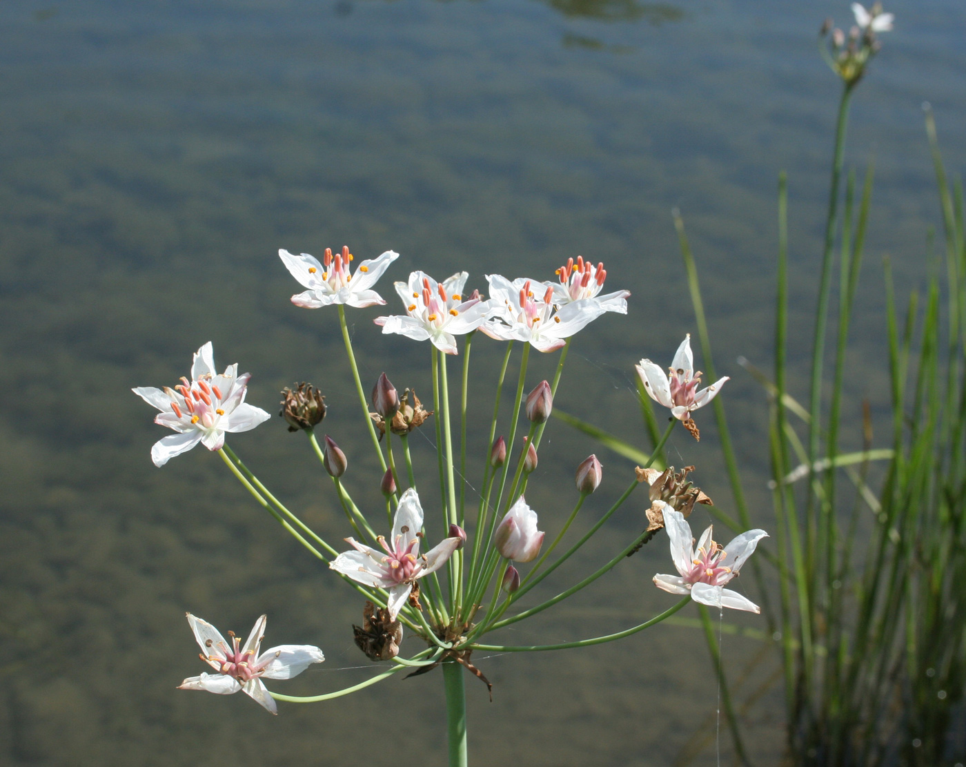 Изображение особи Butomus umbellatus.