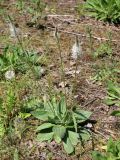 Plantago urvillei. Расцветающее растение. Беларусь, Минский р-н, остановочный пункт Зелёное, пустырь у дороги. 28.05.2016.