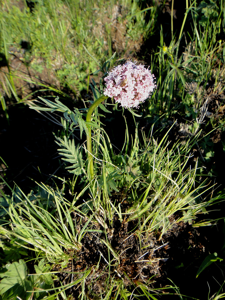 Изображение особи род Valeriana.