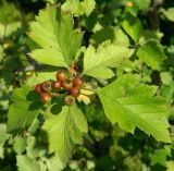 Crataegus maximowiczii