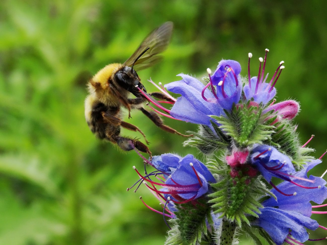 Изображение особи Echium vulgare.