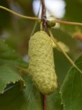 род Betula